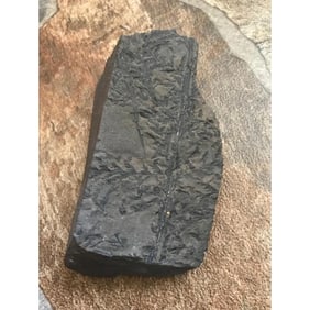 Rare Prehistoric Extinct Fern Fossil Specimen