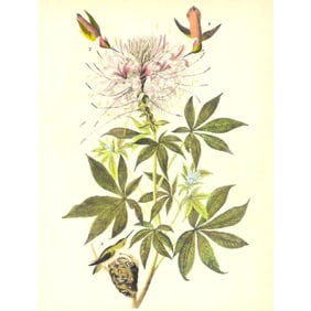 c1946 Audubon Print, #379 Rufus Hummingbird