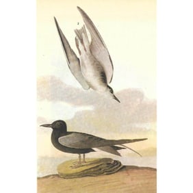 c1946 Audubon Print, #280 Black Tern