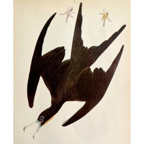 c1946 Audubon Print, #271 Man-O'-War-Bird