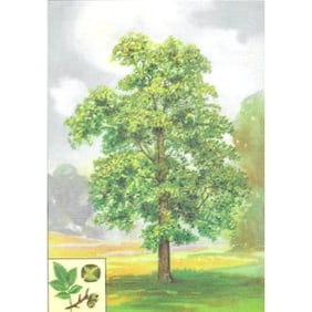 1920's Hickory Tree Color Lithograph Print