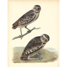 c1937 Audubon Print, #448 Burrowing Owl