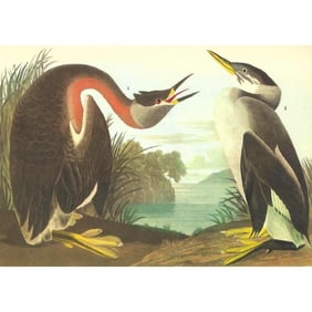 c1946 Audubon Print, #298 Holboell's Grebe