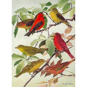1936 Pearson Birds, #84 Tanagers ( Scarlet, Summer )