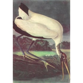 c1950 Audubon Print, Wood Ibis