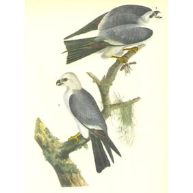 c1946 Audubon Print, #117 Mississippi Kite