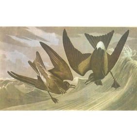 c1946 Audubon Print, #260 Leach's Petrel