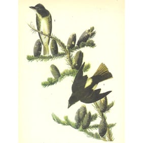 1946 Audubon Print, #174 Olive-Sided Flycatcher
