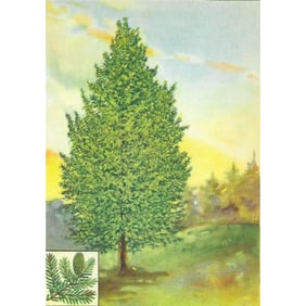 1920's Balsam Fir Tree, Color Lithograph Print