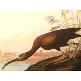 c1946 Audubon Print, # 387 Glossy Ibis
