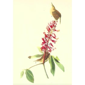 c1946 Audubon Print, #78 Carolina Wren
