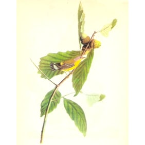 c1946 Audubon Print, #50 Magnolia Warbler