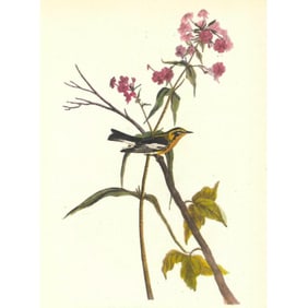 c1946 Audubon Print, #135 Blackburnian Warbler