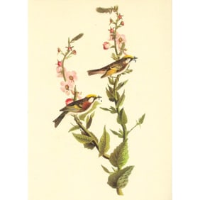 c1946 Audubon Print, #59 Chestnut-Sided Warbler