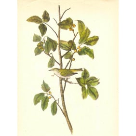 c1946 Audubon Print, #154 Tennessee Warbler