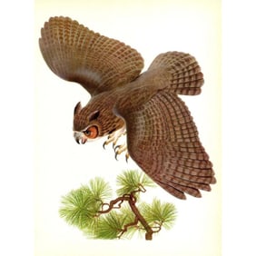 Vintage Menaboni Lithograph, Great Horned Owl