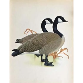 1950 Menaboni Lithograph Canada Goose