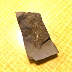 300 Million Year Old Fossil Plant Specimen