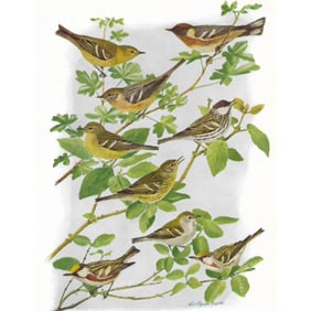 1936 Pearson Birds, #100 Warblers