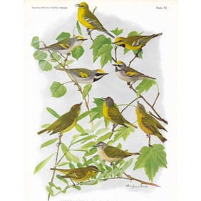 1936 Pearson Birds, #102 Warblers