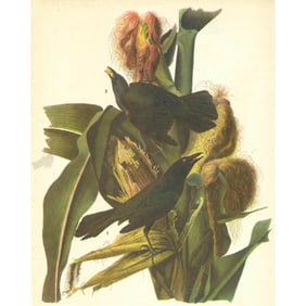 1946 Audubon Print, #7 Purple Grackle