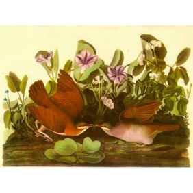 c1946 Audubon Print, #167 Key West Quail-Dove