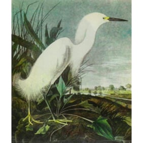 c1946 Audubon Print, #242 Snowy Egret
