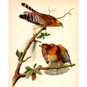 1946 Audubon #56 Red-Shouldered Hawk