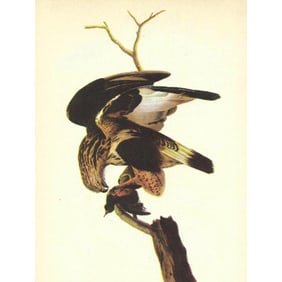 c1946 Audubon Print, #166 Rough-Legged Hawk