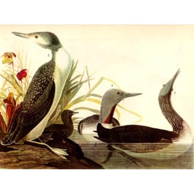 c1946 Audubon Print, #202j Red-Throated Loon