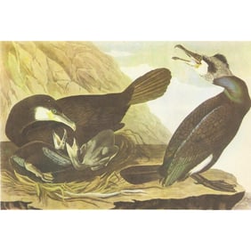 c1946 Audubon Print, #266 European Cormorant