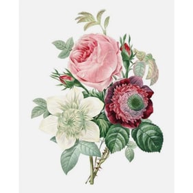 After Pierre-Jospeh Redoute, Floral Print, #125 Rose, Anemone, Clematite