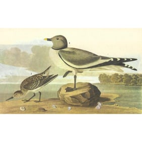 c1946 Audubon Print, #285 Sabine's Gull