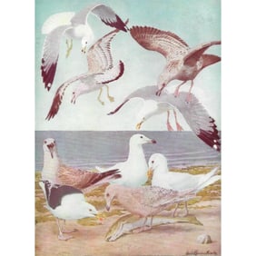 1936 Pearson's Birds of America, #5 Gulls