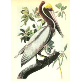 c1946 Audubon Print, #251 Brown Pelican