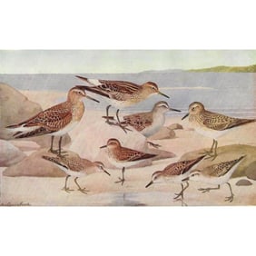 1936 Pearson Birds, #69 Sandpipers