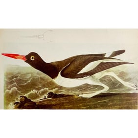 c1950 Audubon Print, Oystercatcher