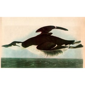c1946 Audubon Print, #245m Brunnish's Murre