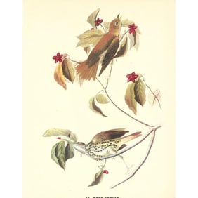 c1946 Audubon Print, #73 Woodland Thrush