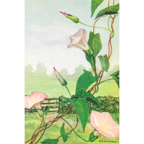 1920s Morning-Glory Color Lithograph Print