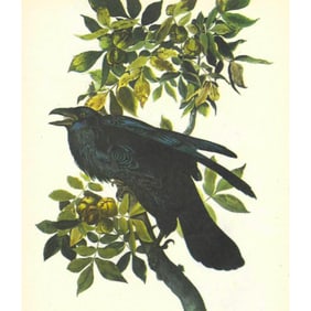 c1946 Audubon Print, #101 Raven