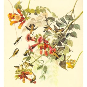c1946 Audubon Print, #47 Ruby-Throated Hummingbird
