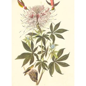 c1950 Audubon Print, Rufus Hummingbird