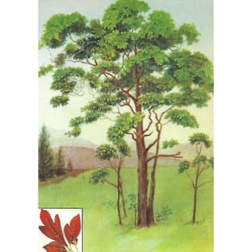 1920s Sassafras Color Lithograph Print