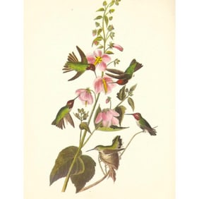 c1950 Audubon Print, Anna's Hummingbird