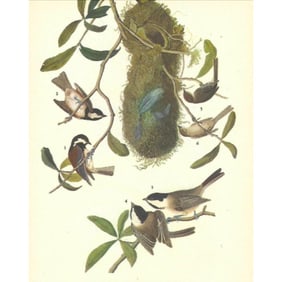 c1946 Audubon Print, #33 Chickadees and Bush-Tit