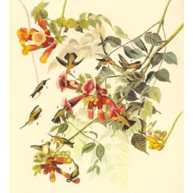 c1946 Audubon Print, #47 Ruby-Throated Hummingbird