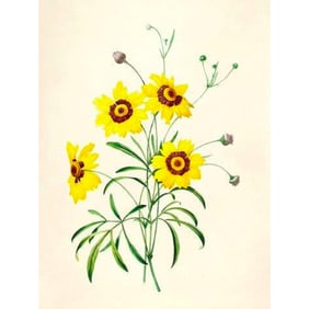After Pierre-Jospeh Redoute, Floral Print, #24 Corcopsis (Tickseed)
