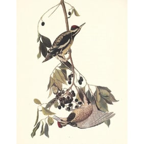 c1950 Audubon Print, Yellow-Bellied Sapsucker
