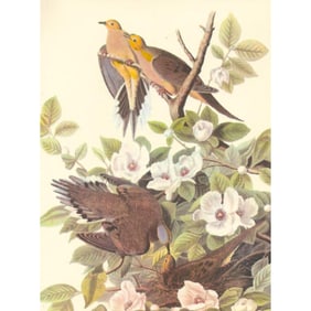 c1950 Audubon Print, Mourning Dove